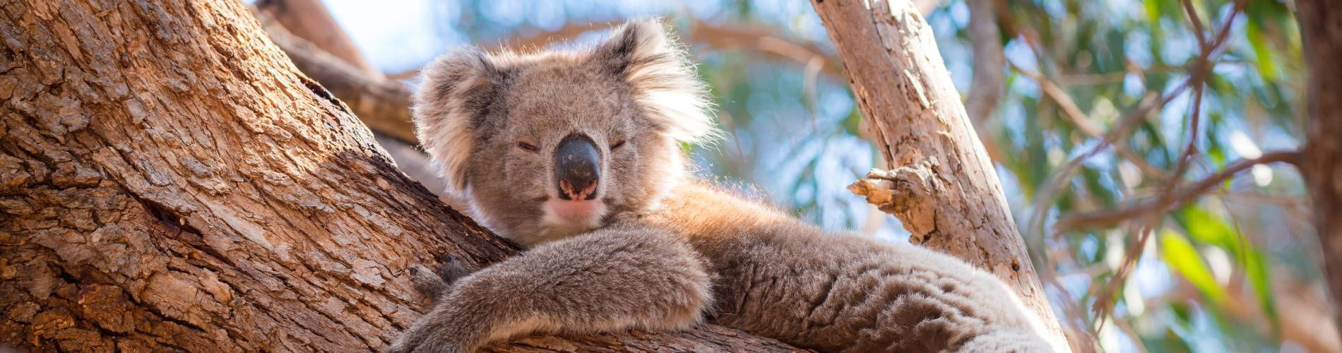 New tool helps scientists, veterinarians shed light on koala chlamydia infections